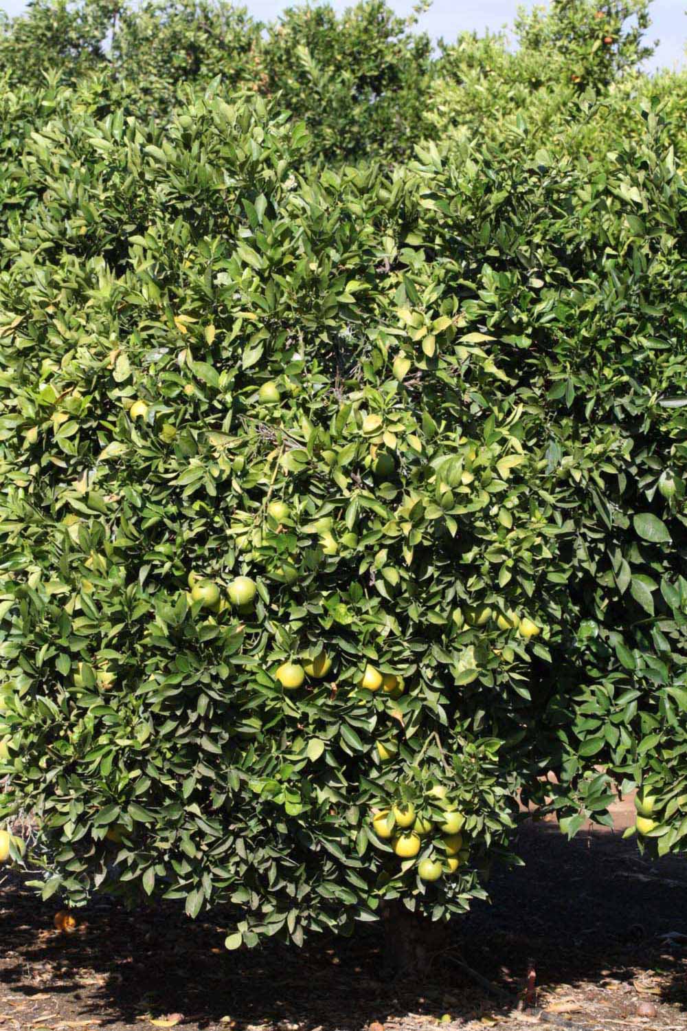              Habit (Riverside, CA)       